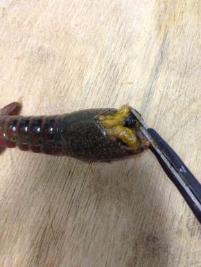 剪去头部，再把头部黑色的东西弄出