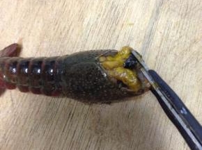 剪去头部，再把头部黑色的东西弄出