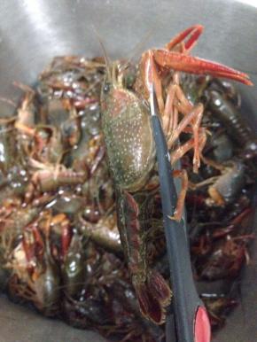 将小龙虾剪去脚~