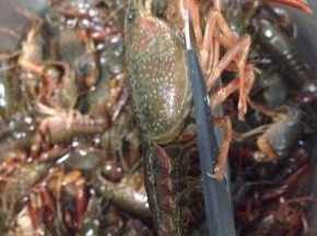 将小龙虾剪去脚~