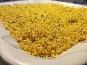 树上采摘的新鲜桂花，尽量只采花朵。