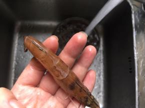 后背剪一刀到底，去虾线，也是为了更入味