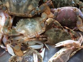 将花盖蟹洗净，沥干水份。