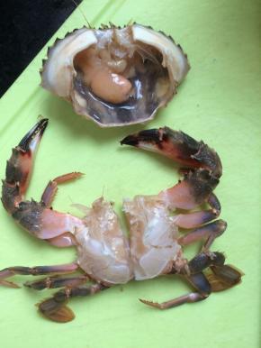 去掉蟹腮，蟹胃，对半切开。