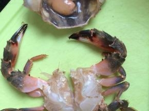 去掉蟹腮，蟹胃，对半切开。