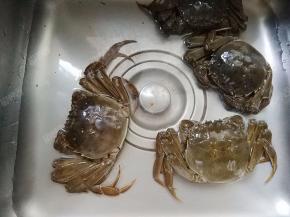 解开捆绑的草绳，用刷子刷洗干净。