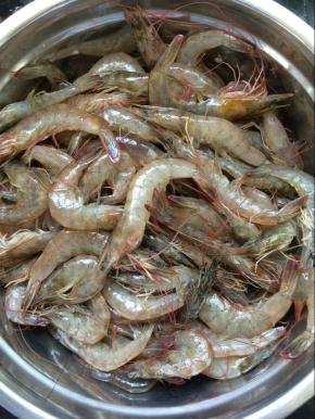 准备好新鲜的海虾