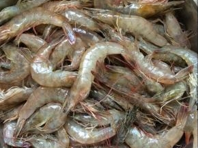 准备好新鲜的海虾