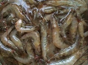 将虾清洗干净，控干水份