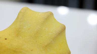 大约20分钟左右，就揉好可以拉出手套膜啦。注意这时面团的面温最好不要超过26℃。如果已经25分钟还是出膜不够好就不要执着揉面出膜了，面温要紧。