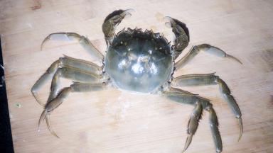 解开绳子，刷洗干净，趁它没爬远，赶紧拍个照！