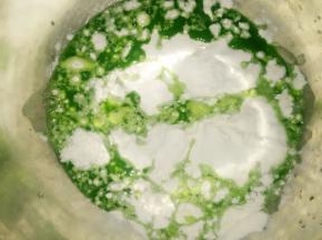 菠菜酵母水倒入面粉中。