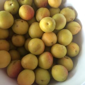 新鲜的杏，清洗干净。