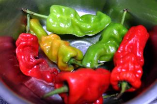 准备辣椒，我这个辣椒是从朋友地里摘来的，假期的时候摘的，因为太辣，消化的太慢了；