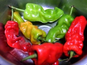 准备辣椒，我这个辣椒是从朋友地里摘来的，假期的时候摘的，因为太辣，消化的太慢了；