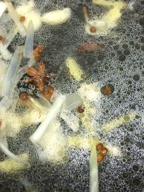 在加入适量的开水