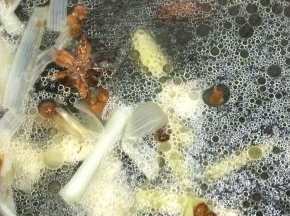 在加入适量的开水