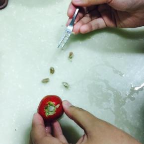 这是一个山楂的几个籽就都出来了