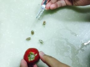 这是一个山楂的几个籽就都出来了