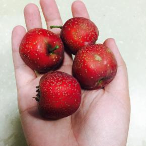 颜色较亮红的是比较新鲜的。 多挑选红色的，深红的是时间稍长一下的。 山楂的软硬 山楂本身算稍硬的。 挑选的时候如果有很软的，那么不建议挑选了。