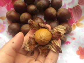 煮熟的栗子趁热去壳，非常好去壳哦！