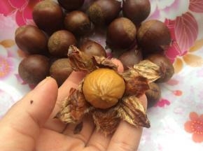 煮熟的栗子趁热去壳，非常好去壳哦！