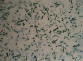 这时面板上撒上一层干面粉，把折好的面檊成0.2CM厚的面皮