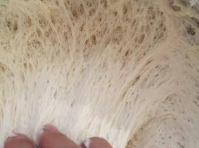 发酵后的面团扯开有蜂窝状组织即发酵成功