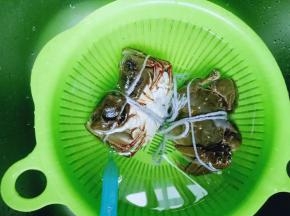 刷干净的大闸蟹冷水泡10分钟。
