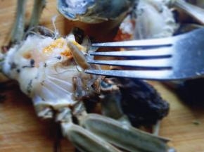 将大闸蟹取出，把盖子掀开，腮去除。清理干净即可。