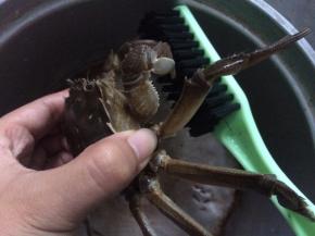 螃蟹用刷子刷干净