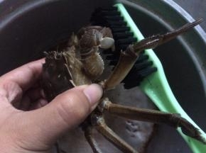 螃蟹用刷子刷干净