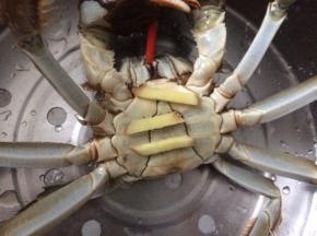 螃蟹口中插入筷子弄死，肚子朝上摆上姜片，大火蒸20分蒸熟