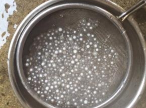 捞出西米，过冷水冲洗至一粒粒分明不粘