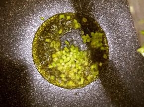 倒入葱花爆香，并加入适量盐