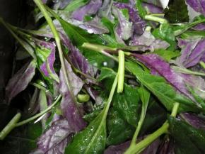 将紫贝天葵用淡盐水浸泡洗净，梗上面的老筋用手撕了