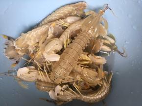 准备皮皮虾，活的哦