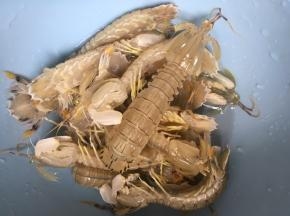 准备皮皮虾，活的哦