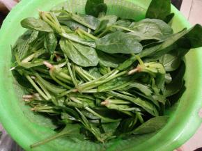 菠菜冼净沥干水分备用。