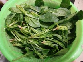 菠菜冼净沥干水分备用。