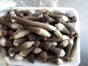 买回来的新鲜鸡枞菌清水洗净