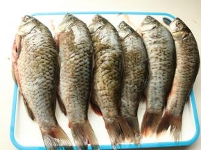 个头均匀，半斤左右。