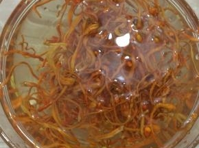 虫草花洗净，用水浸泡一会儿