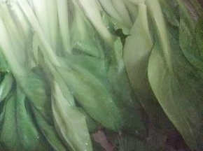 小油菜放入开水中烫熟，水里加一点点油和盐，这样油菜煮熟颜色更好看。