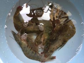 活虾买回来马上处理