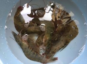 活虾买回来马上处理