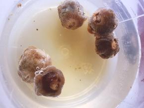 将桂圆去外壳，准备一碗热水，将桂圆放进去泡一会