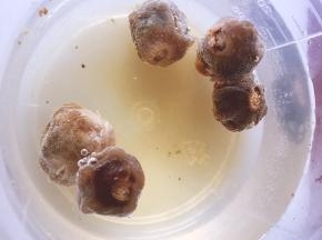 将桂圆去外壳，准备一碗热水，将桂圆放进去泡一会