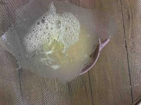 打好的蛋液过滤到碗中
