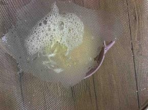 打好的蛋液过滤到碗中